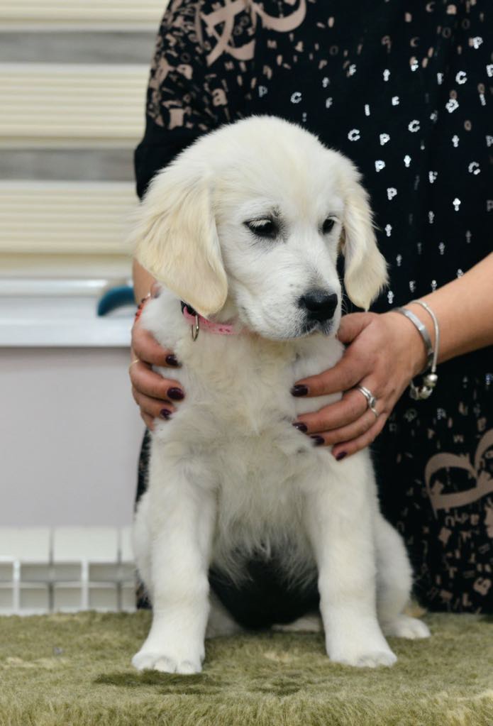 viber_image_2025-03-25_12-04-26-347